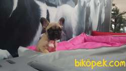 FAWN FRENCH BULLDOG YAVRULARI 2