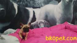 FAWN FRENCH BULLDOG YAVRULARI 5