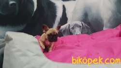 FAWN FRENCH BULLDOG YAVRULARI 4