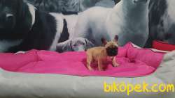 FAWN FRENCH BULLDOG YAVRULARI 1