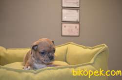 FAWN-MERLE-TIGER FRENCH BULLDOG 2