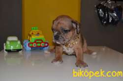 FAWN-MERLE-TIGER FRENCH BULLDOG 5