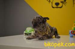 FAWN-MERLE-TIGER FRENCH BULLDOG 1