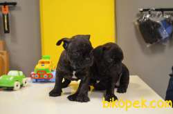 FAWN-MERLE-TIGER FRENCH BULLDOG 4