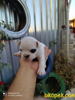 Fawn Pied Korsan 4