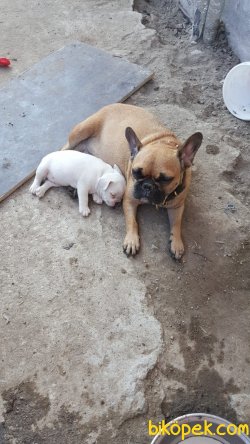 Fawn Pied Korsan 3