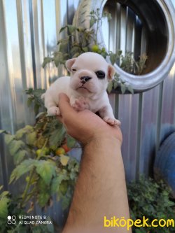Fawn Pied Korsan 1