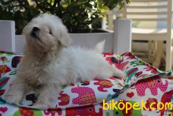 Süper Kalite 0 Numara Maltese Terrier Yavrularımız Geldi 3