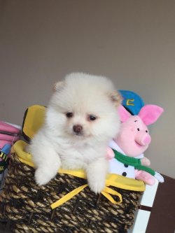 POMERANİAN BOO 1