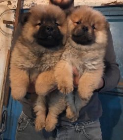 CHOW CHOW ( Çin Aslanı ) YAVRULARI 2