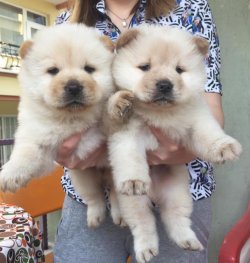 Üreti̇ci̇den Safkan Chow Chow Çi̇n Aslanı Yavruları 1
