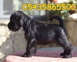 Siyah Minyatür Schnauzer 2