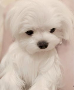Maltese Bebeklerimiz 1