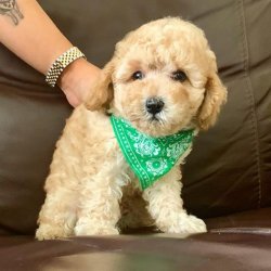Sevi̇mli̇ Toy Poodle Yavrularımız 4