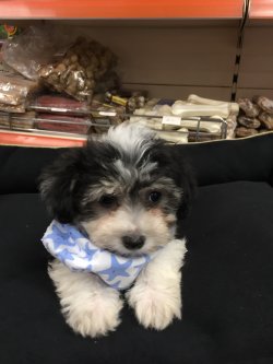 Kuba Havanese Terier 3