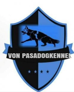 BURSA PAŞA KÖPEK DÜNYASINDAN SECERELİ ALMAN ÇOBAN KÖPEĞİ YAVRULAR 1