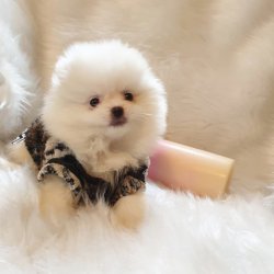 Pasaportlu Karneli Pomeranian Boo Yavrularımız 2