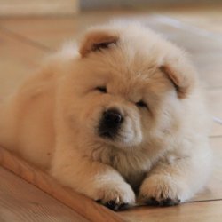 Satılık Bear Küt Burun Chow Chow Çin Aslanı Yavruları 3