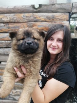 Çin Aslanı Chow Chow Yavruları 4