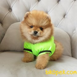 Pomeranian Boo Teddy Bear Yavrular 2