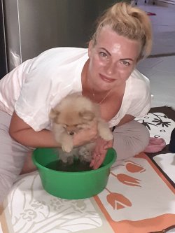 A Kalite Mükemmel Pomeranian Yavrulari 1