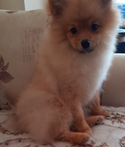 Mükemmel Safkan Irk Garantili Pomeranian Yavrularimiz 1