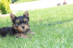 TEA CUP YORKSHIRE TERRIER YAVRULARIMIZ 2