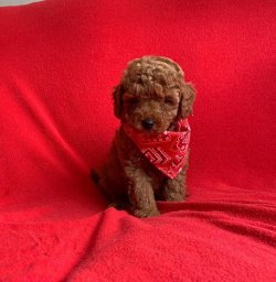 Sevi̇mli̇ Toy Poodle Yavrularımız 2