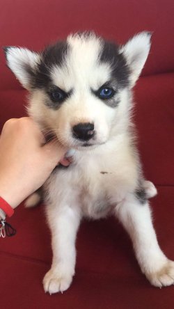 Husky Yavruları Aşılı Karneli 3