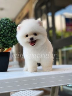 Orjinal Irk Garantili Pomeranian Boo Yavrularımız Secereli 1
