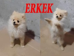 ÇOK TATLI POMERİAN 4