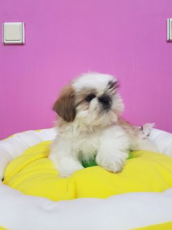 Satılık Shih Tzu Yavruları 1