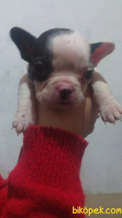 French Bulldog Yavruları Baba Fawn Anne Naturel 1