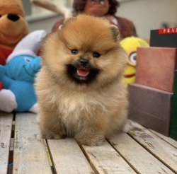 Tuvalet Eğitimli PomeranianBoo Yavrularımız İçin İletişime Geçin 5