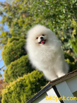 Fcı Export Pedigreli Pomeranianboo 3