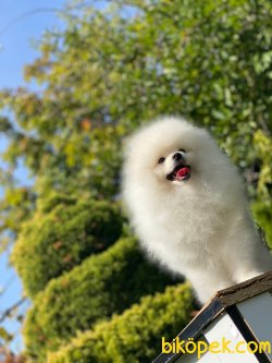 Fcı Export Pedigreli Pomeranianboo 1