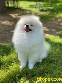 Fcı Export Pedigreli Pomeranianboo 2