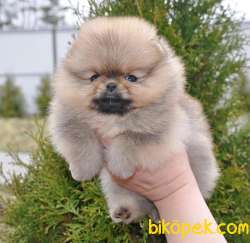 FCİ GARANTİLİ AYI SURAT  MİNİ  BOO TEDDY BEAR  YAVRULAR 3