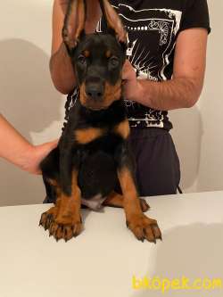 FCI Kayıtlı A Class Doberman Yavruları 3