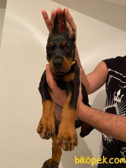 FCI Kayıtlı A Class Doberman Yavruları 2