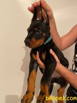 FCI Kayıtlı A Class Doberman Yavruları 5