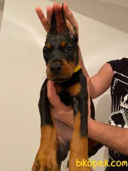 FCI Kayıtlı A Class Doberman Yavruları 1
