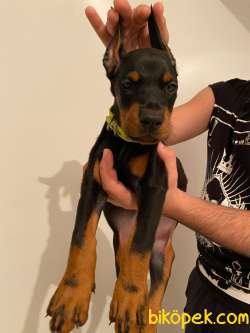 FCI Kayıtlı A Class Doberman Yavruları 4
