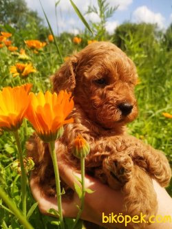 Fci Secereli Anne Babadan Red Toy Poodle 2