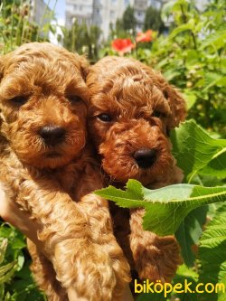 Fci Secereli Anne Babadan Red Toy Poodle 3