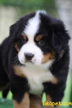 Fci Şecereli Bernese Mountain Dog 4