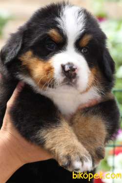 Fci Şecereli Bernese Mountain Dog 2