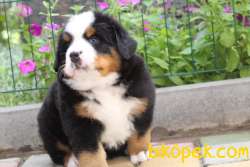 Fci Şecereli Bernese Mountain Dog 5