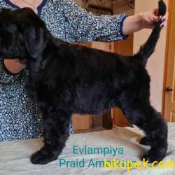 Fci Şecereli Black Russian Terrier 4