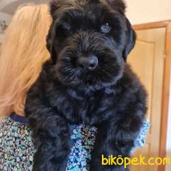 Fci Şecereli Black Russian Terrier 1
